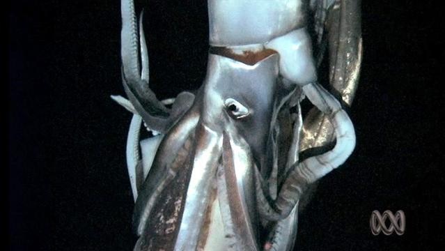 A giant squid
