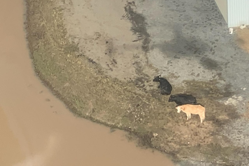 Cows stranded by floodwaters in northern NSW
