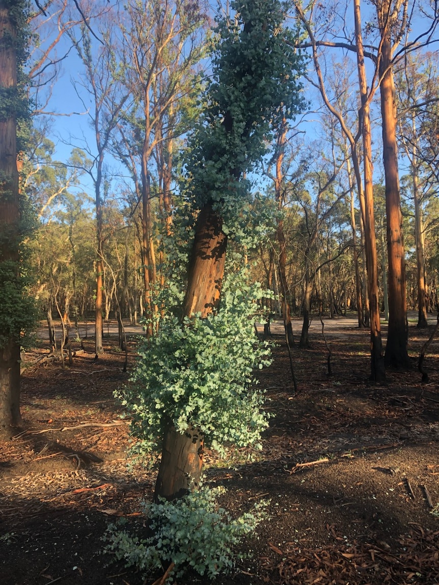 Green shoots grow on a burnt tree.