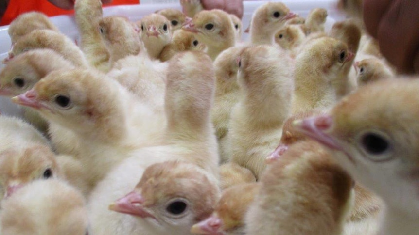 Basket of yellow turkey poults