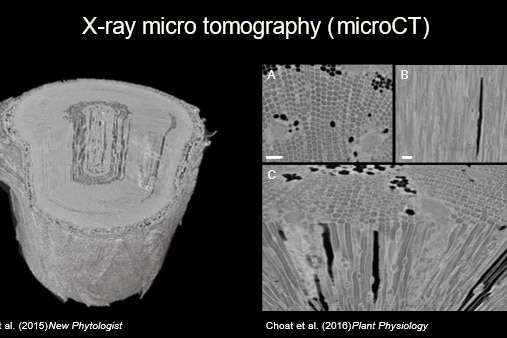 A scientific slide showing x-ray images of tree trunks.