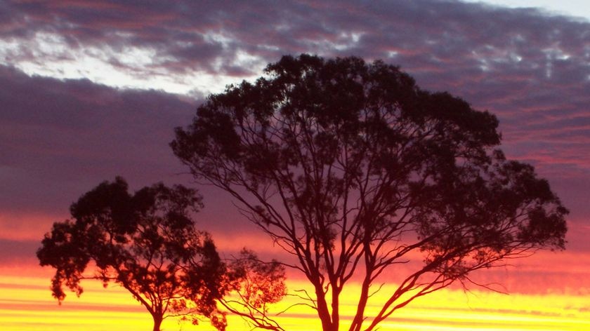 The sun sets with trees in foreground in the Victorian town of Wycheproof