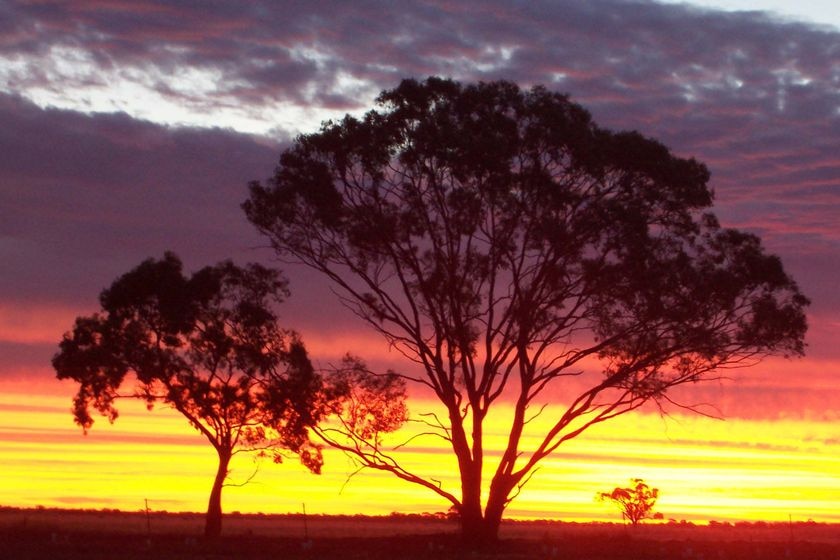 A dramatic sunset in Australian bushland