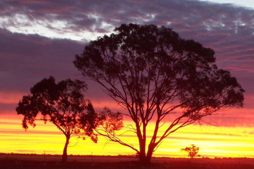 A hot orange sun with a tree silhouette in front at dusk 