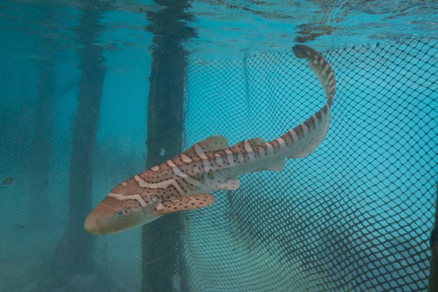 A baby shark with brown and yellow stripes swims in a netted area