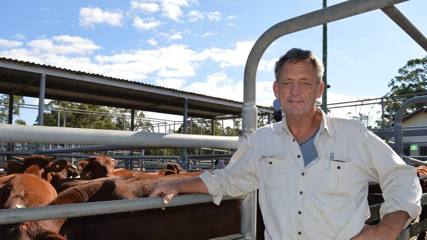Murray Schafer stands next to a pen of cattle he sold at Maitland following the Hunter floods.