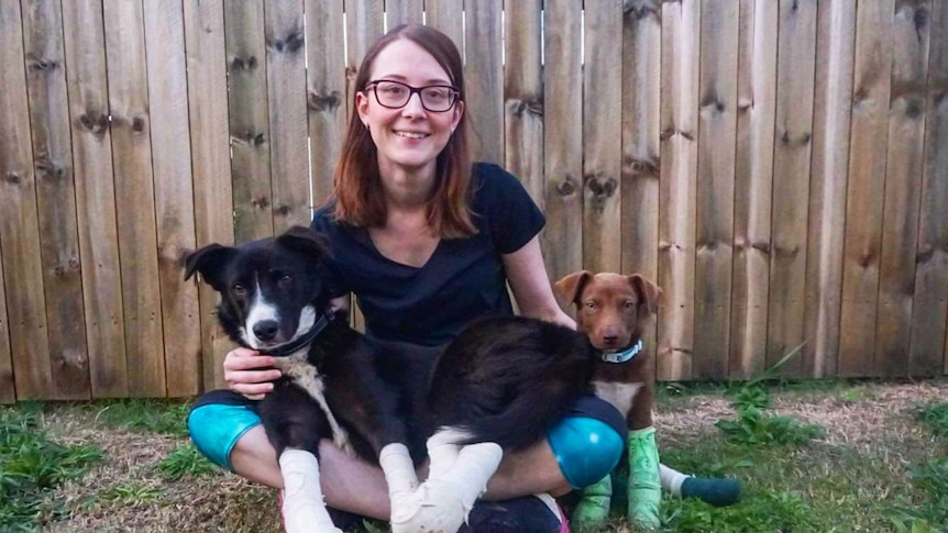 A lady with two dogs with bandaged paws.