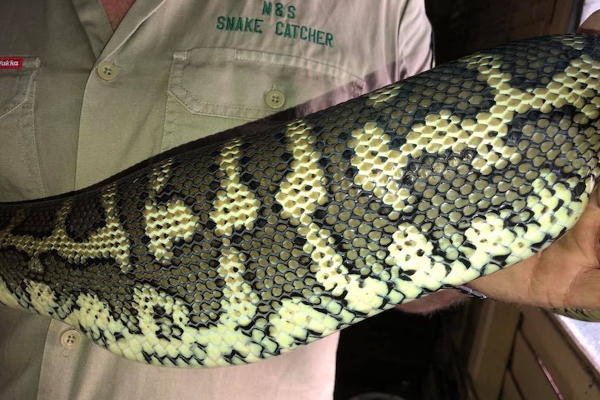 Carpet python eats slipper