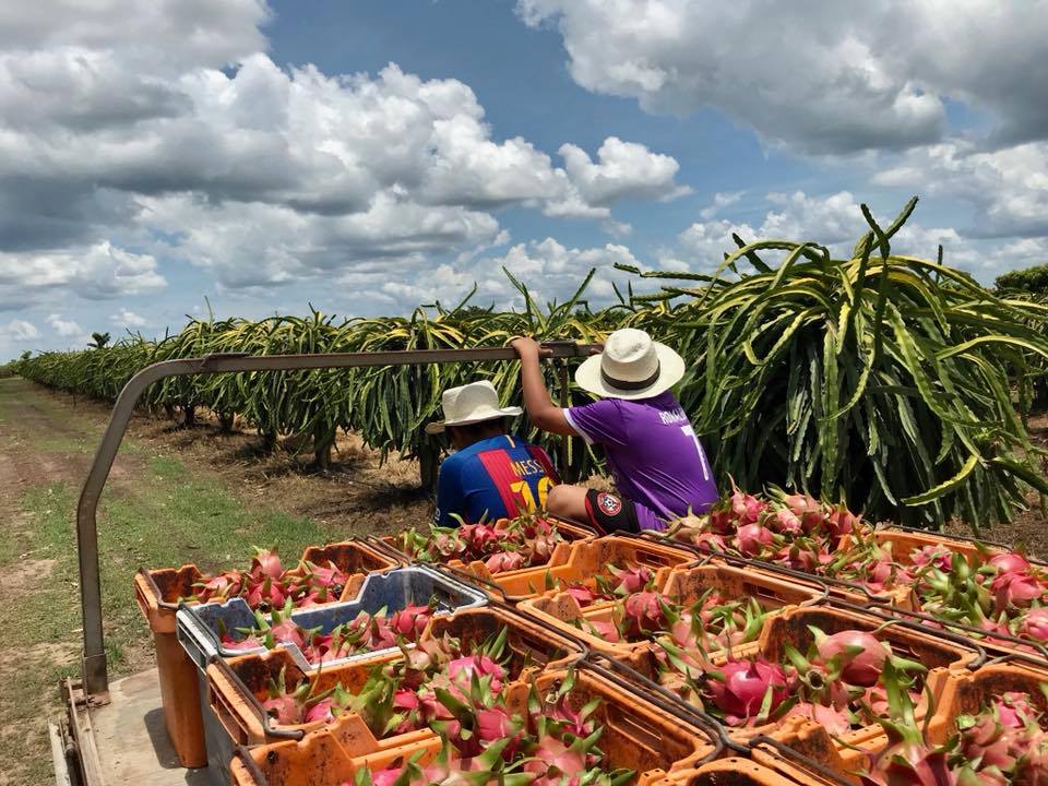 dragon fruit in boxes in a dragon fruit farm.