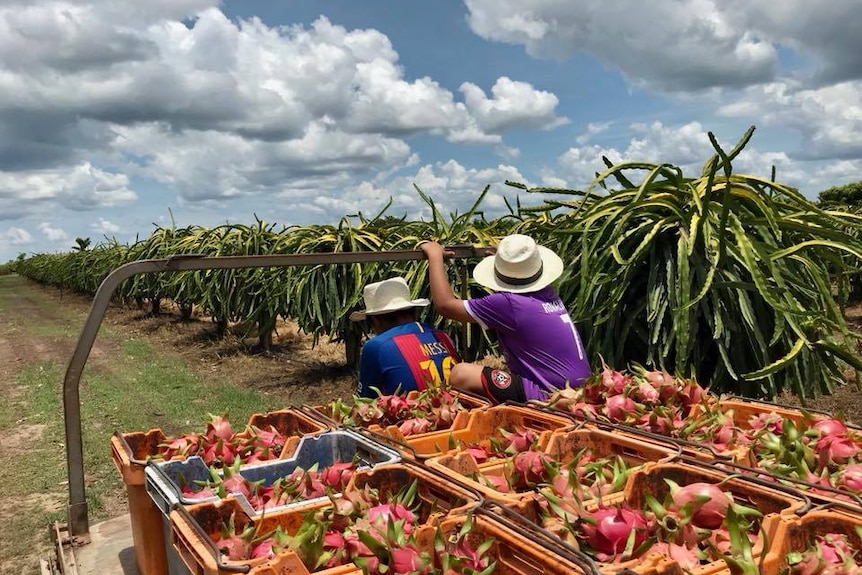 dragon fruit in boxes in a dragon fruit farm.