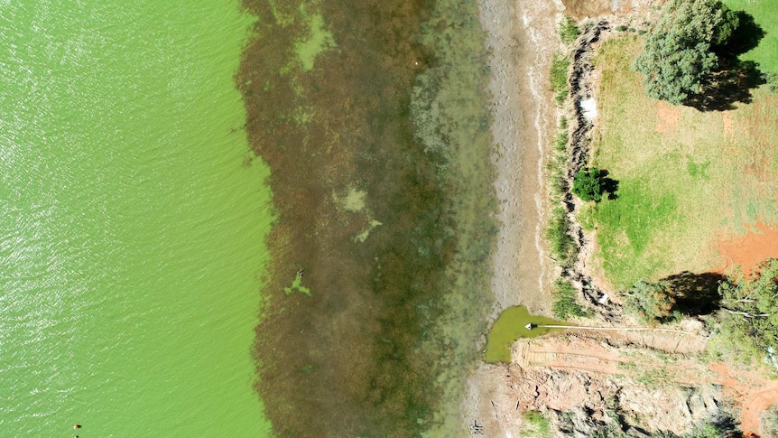 Aerial shot of the shores of Lake Wyangan near Griffith in NSW showing green water and weeds and algae.