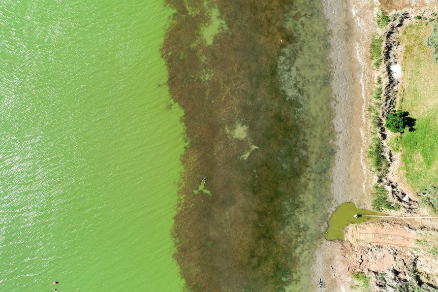 an aerial picture looking down onto the shores of Lake Wyangan near Griffith in NSW showing green water and weeds and algae