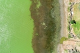 Aerial shot of the shores of Lake Wyangan near Griffith in NSW showing green water and weeds and algae.