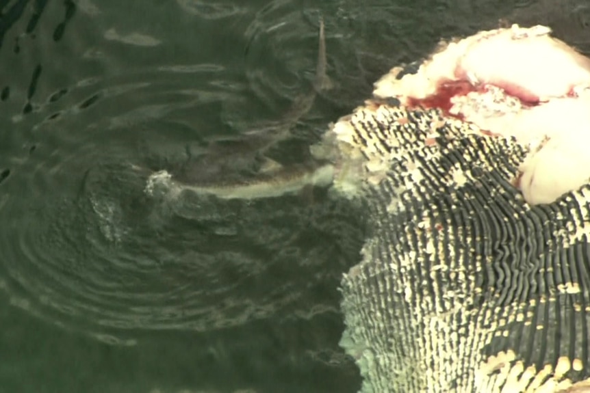 Close-up of part of a whale carcass with a shark feeding off it.