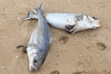 Two large fish lying dead on a beach.