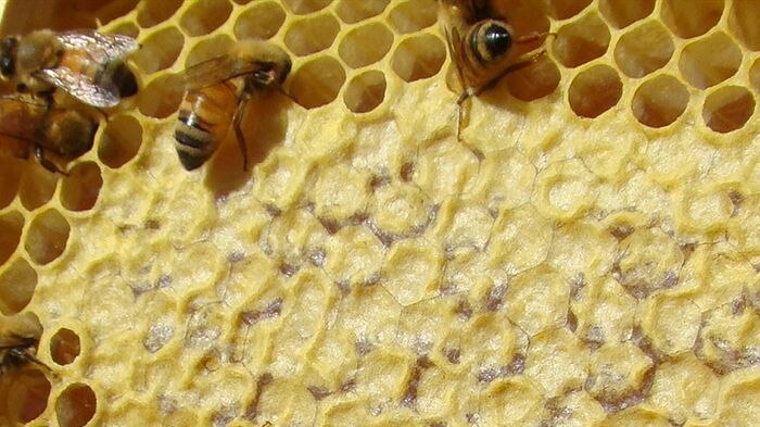 Honeybees in the frame