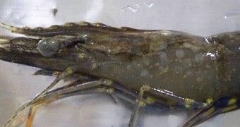 Prawn with white spot disease