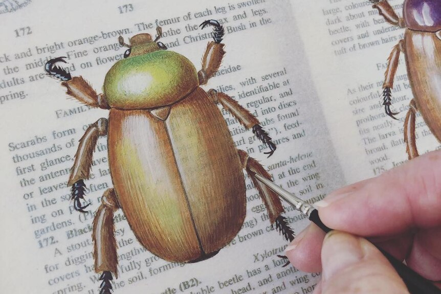 A woman paints a christmas beetle onto the page of an old botanical journal.