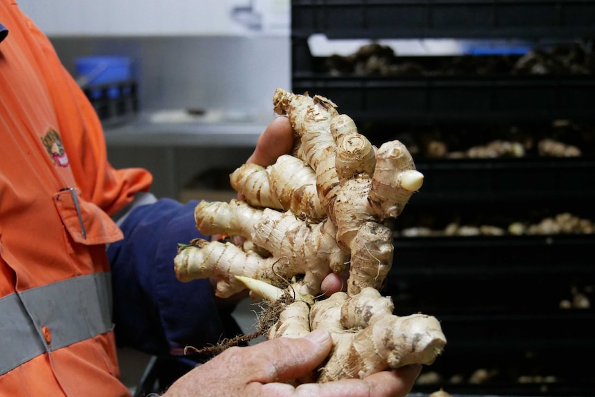 Close up of hands holding two large pieces of fresh ginger.