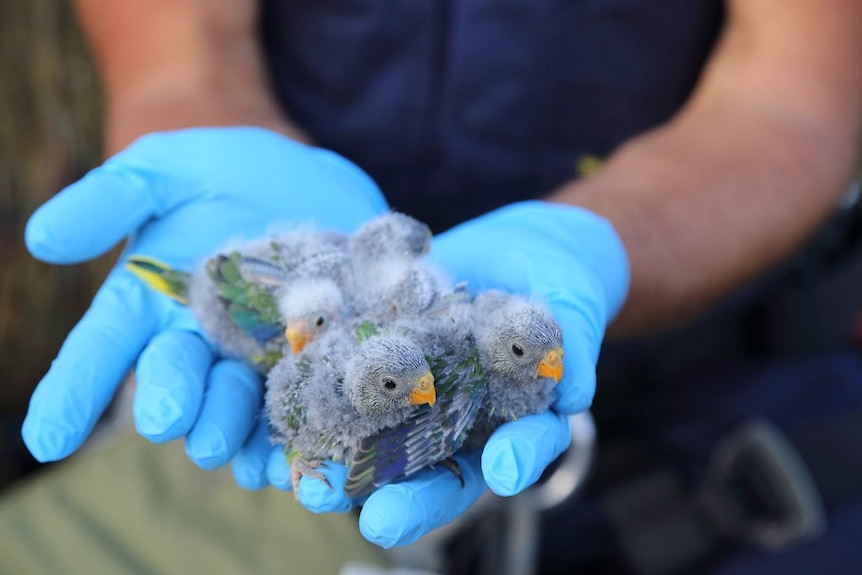 Four baby birds in a man's gloved hands