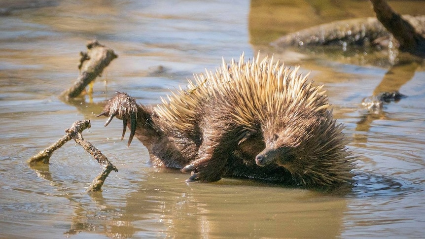 An echidna in shallow water