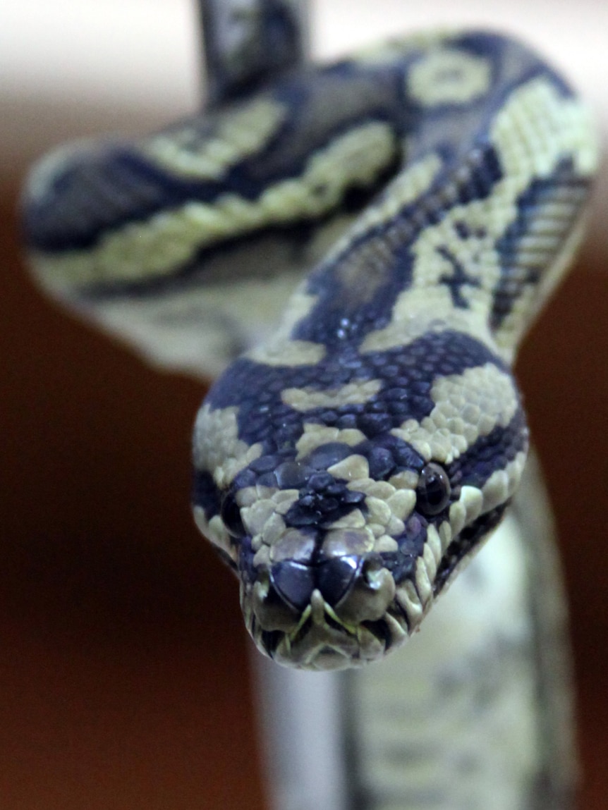 Python seized by Sydney Drug Squad detectives