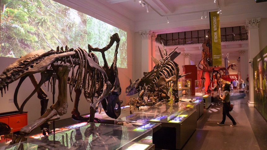 Large dinosaur skeletons on display at the Australia Museum