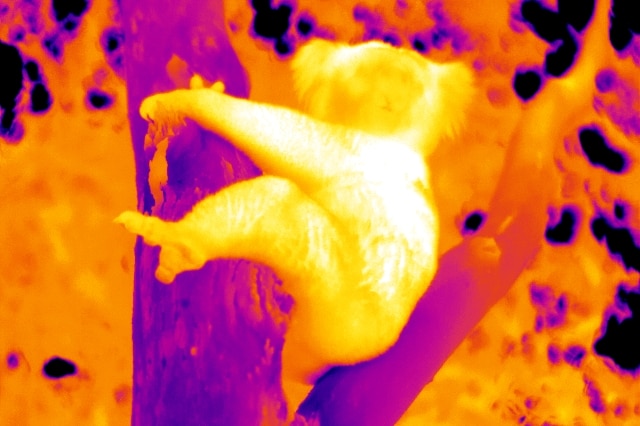Thermal image of koala hugging tree