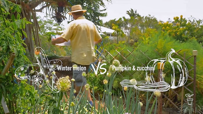 Man walking through garden with text 'Winter melon vs Pumpkin & zucchini'