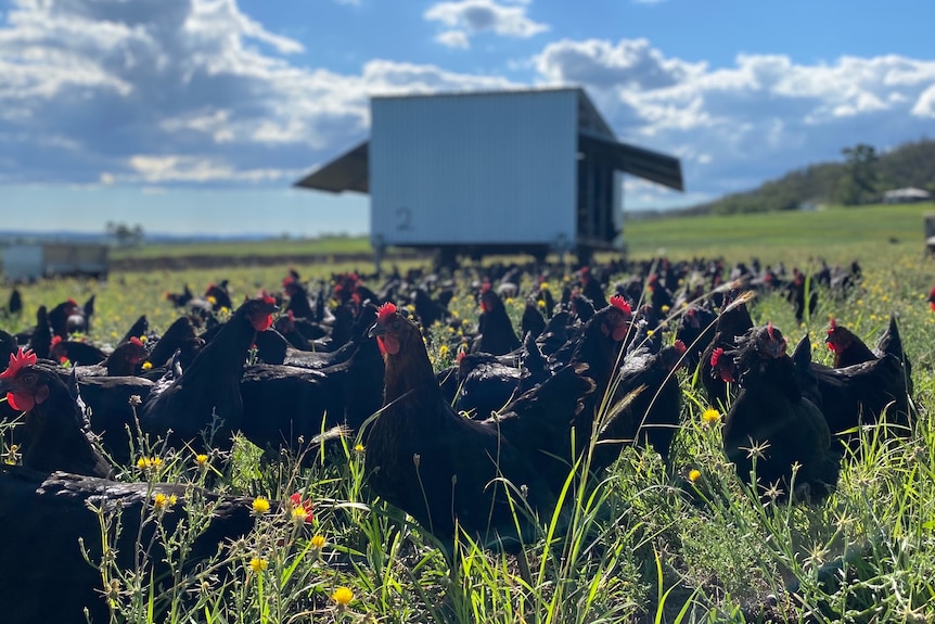 Poulets paissant dans l'herbe haute.  Le ciel et les nuages ​​sont visibles derrière eux.