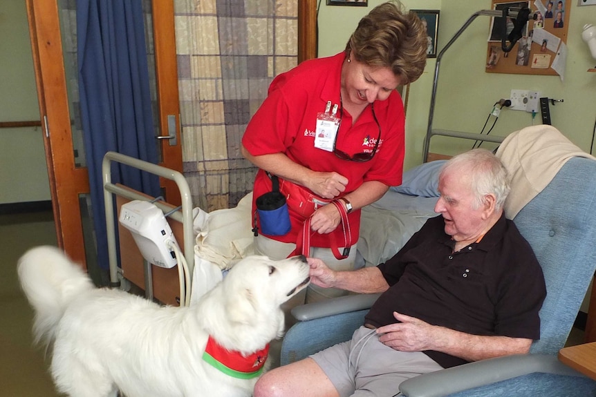 A woman in a red shirt watches on as an older man pats a snow-white dog in a hospital room.