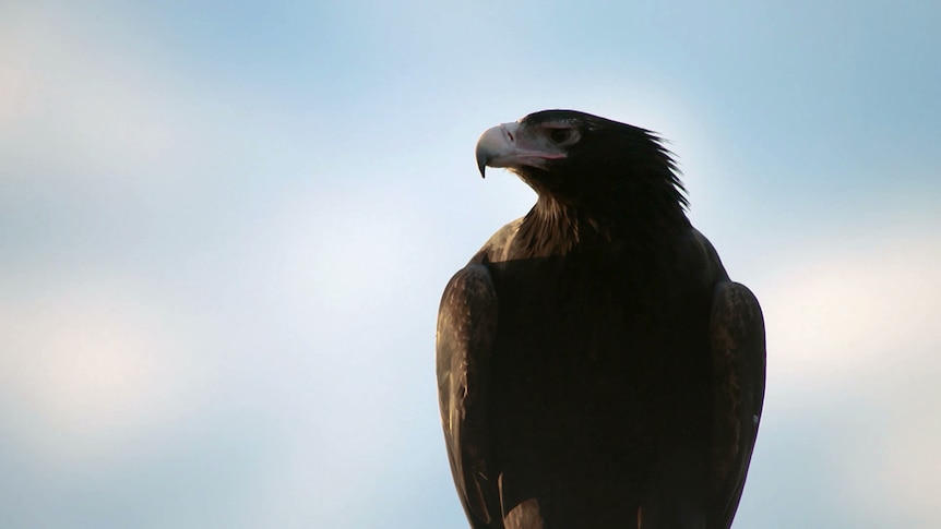 Sitting wedge-tailed eagle
