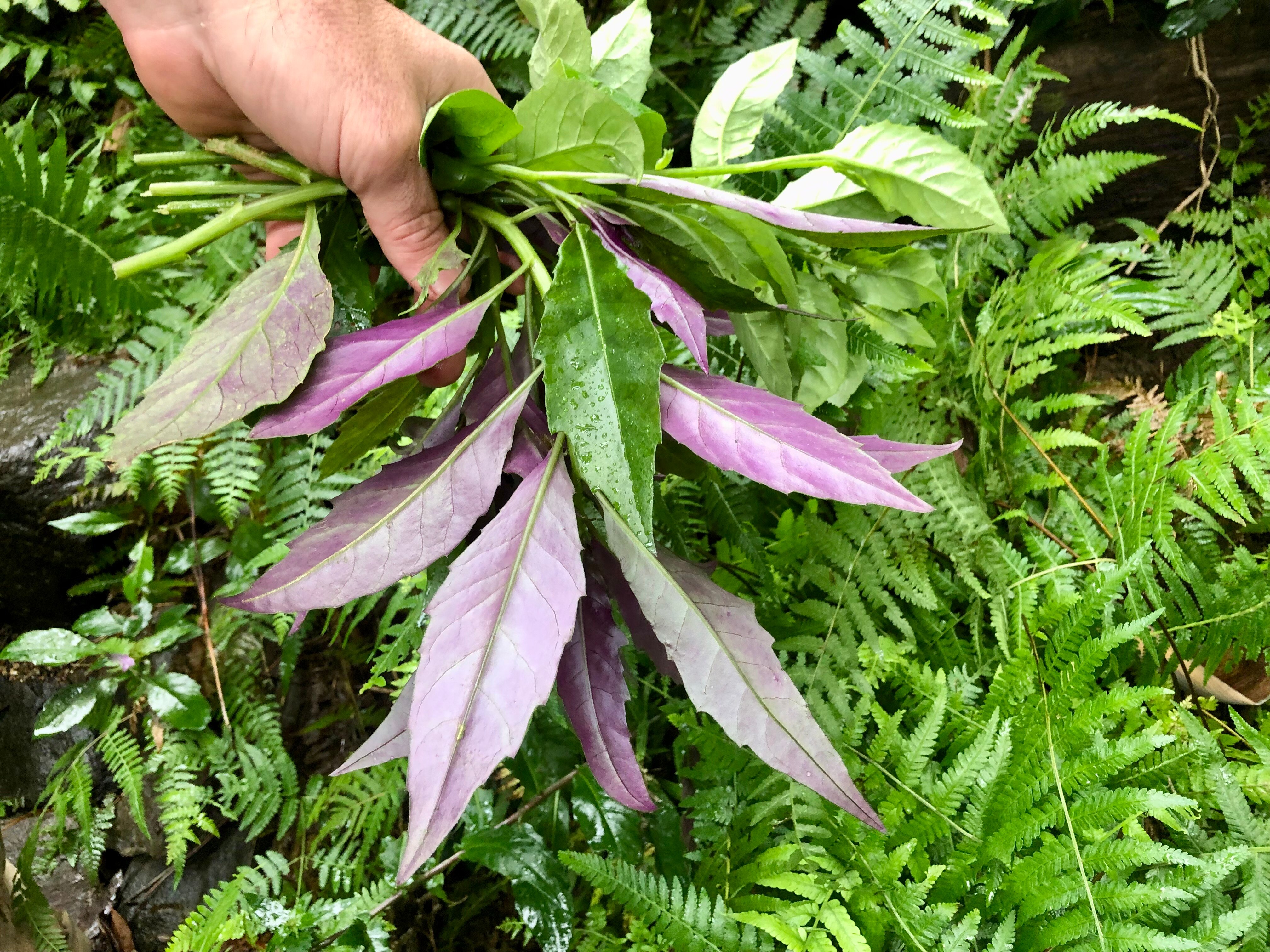The purple underside of the spinach leaves.