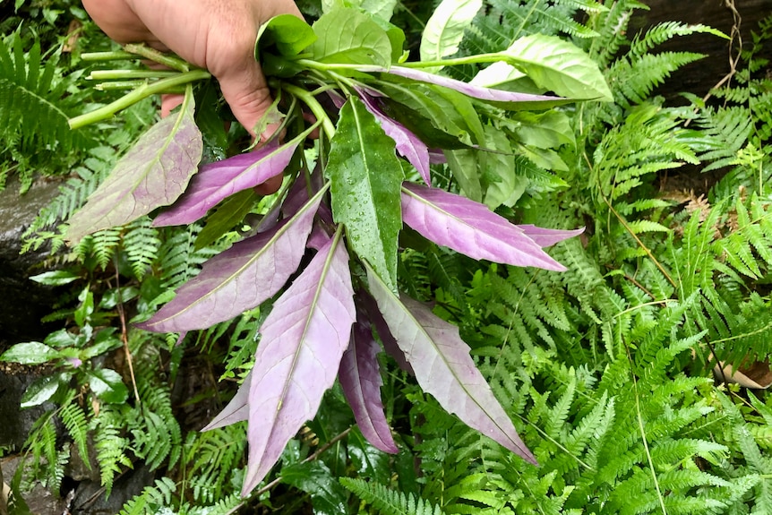 The purple underside of the spinach leaves.