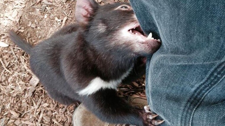 Young Tasmanian devil biting leg of filmmaker Max Moller.