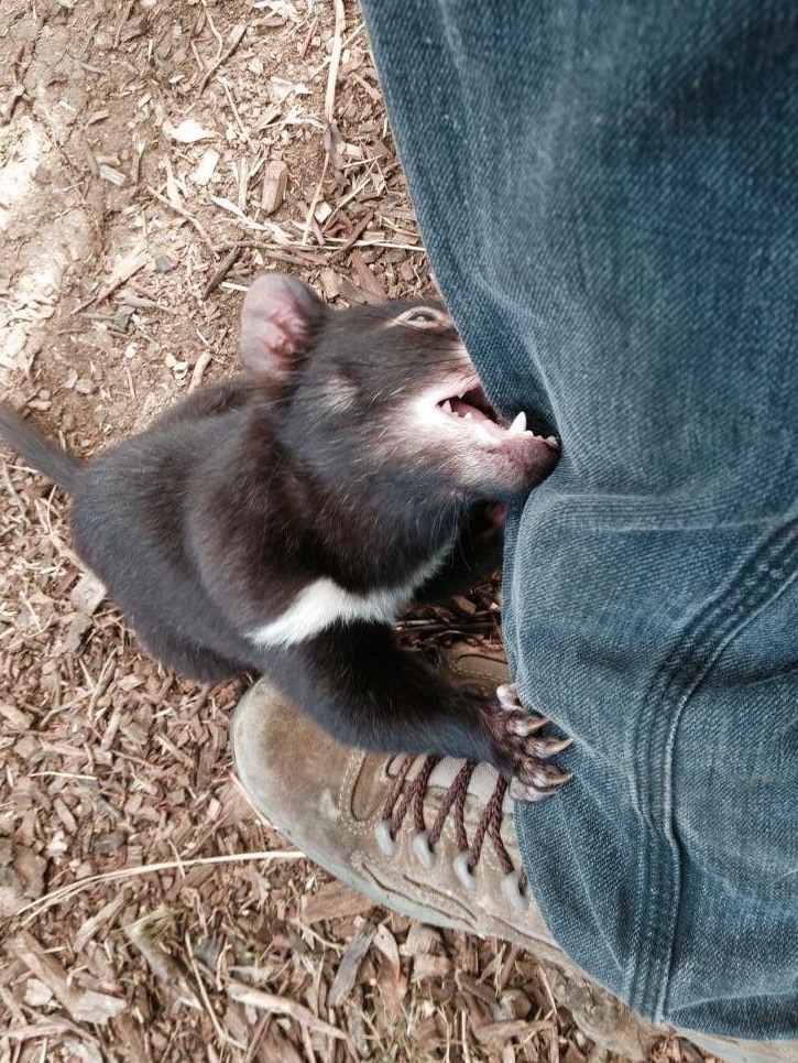 Young Tasmanian devil biting leg of filmmaker Max Moller.