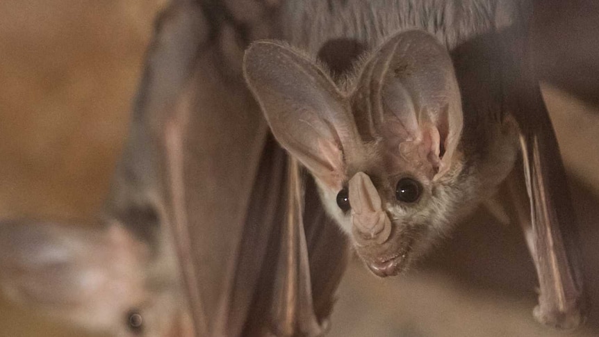A ghost bat hangs upside down. It is brown with big ears and a small black eyes.