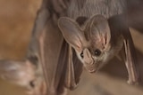 A ghost bat hangs upside down. It is brown with big ears and a small black eyes.