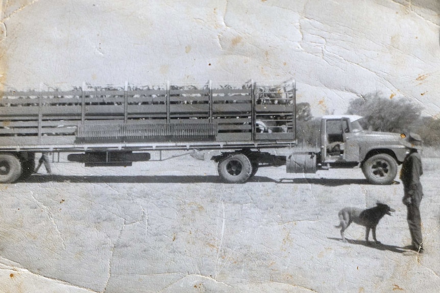 A person and a dog stand looking toward a truck loaded with livestock