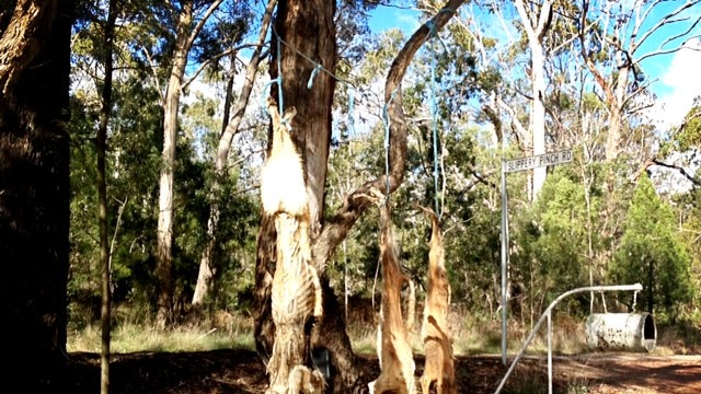 Wild dogs hang from a tree on Slippery Pinch Road in Victoria's East Gippsland.
