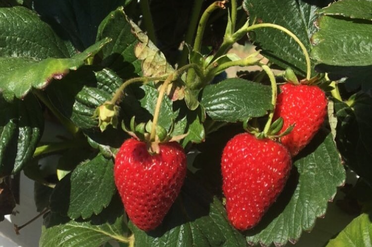 Three red ripe strawberries sprouting from a plant