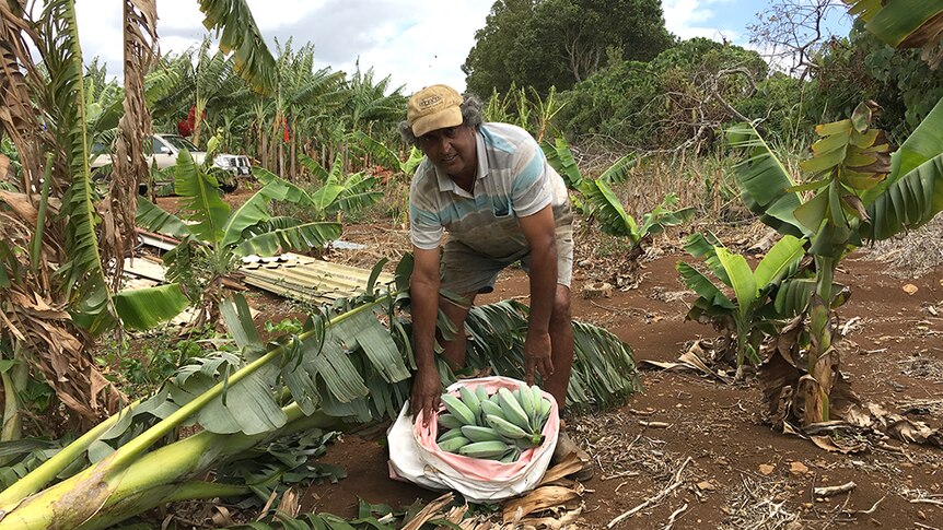 Sarven Singh with a bunch of Blue Java bananas.