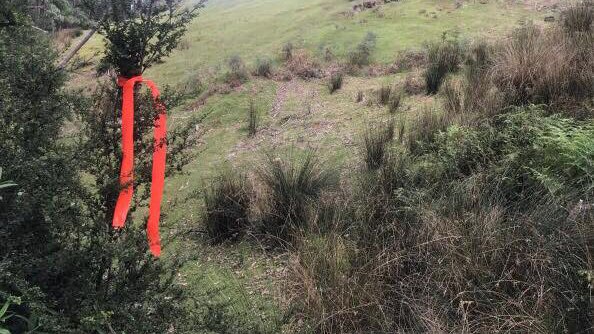 A survey ribbon on a shrub on Mount Wellington.