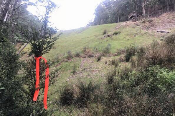 A survey ribbon on a shrub on Mount Wellington.