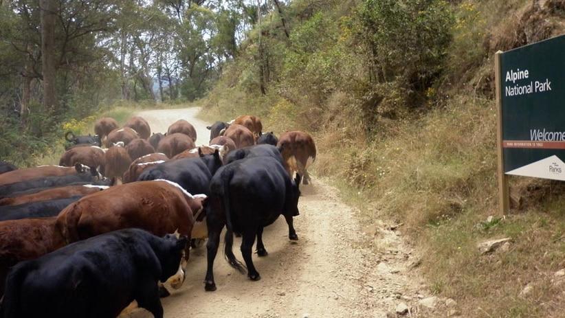 Cattle in the Alpine National Park