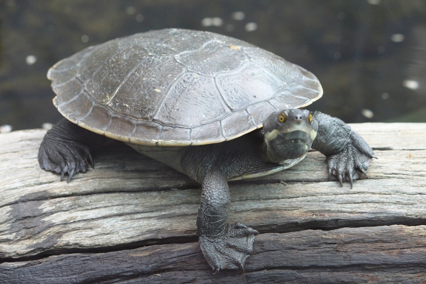 Murray River short-necked turtle
