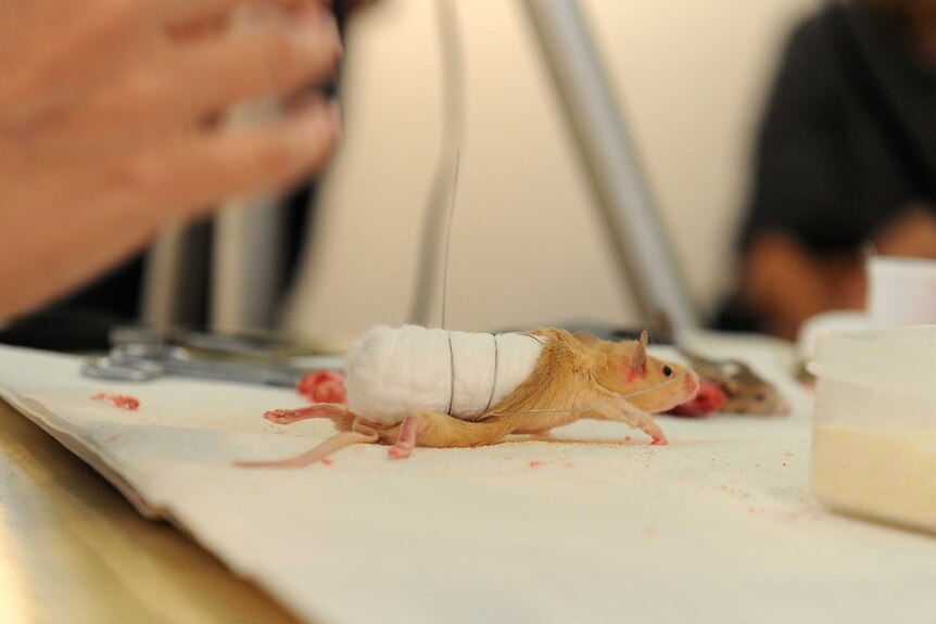 A taxidermist demonstrates how to skin and stuff a mouse