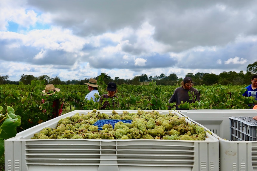 Grape pickers with clouds in the background.