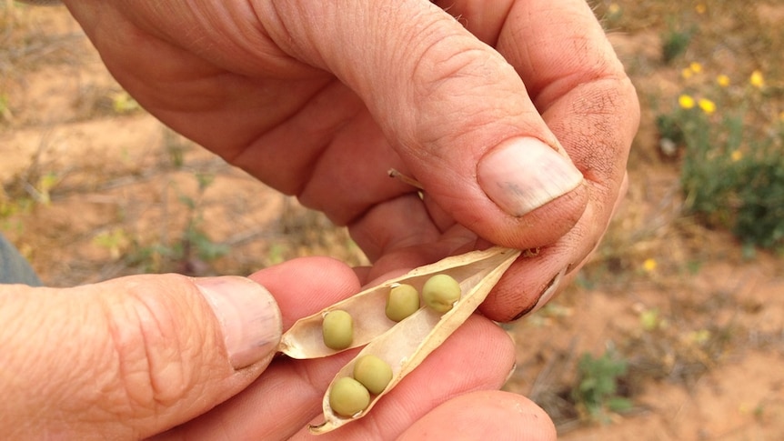 Peas are the top performers in the trials