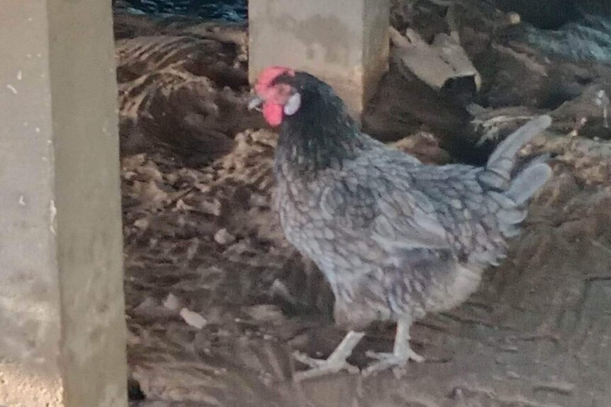 A grey hen called Mariah standing in floodwaters under a house in Fitzroy Crossing, January 2023.